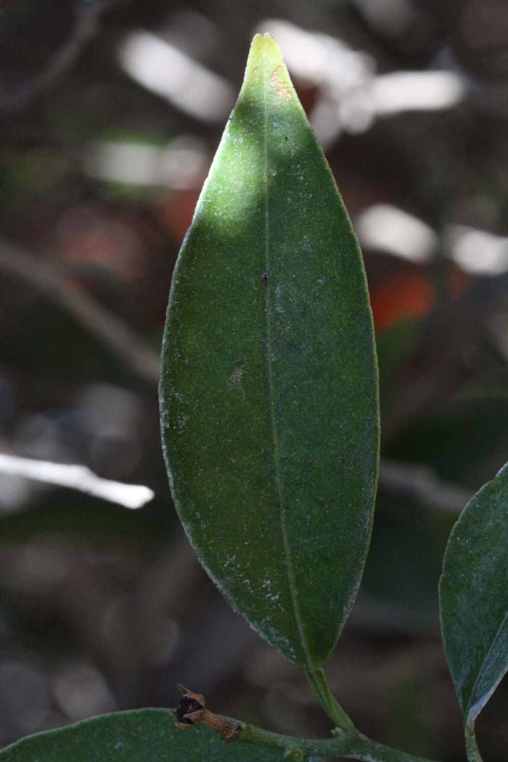              Shade leaves (Riverside, CA)       
